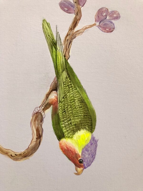 A chinoiserie painting of a colorful parrot perched on a branch in Olivia's Garden.