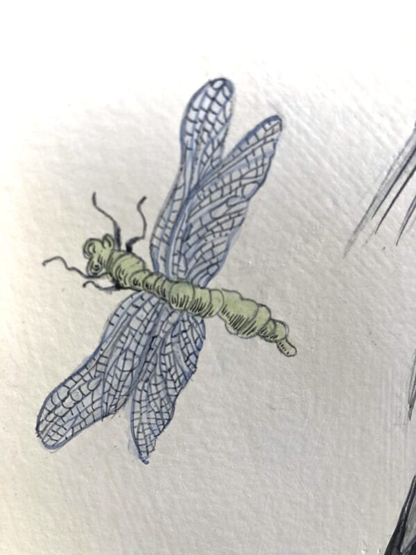 A drawing of a dragonfly on a piece of paper.