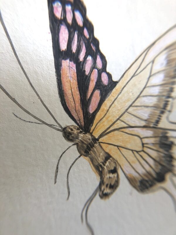 A drawing of a butterfly on a piece of paper.