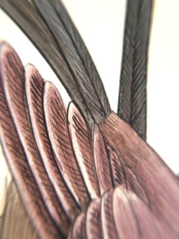 A close up drawing of a bird's wing.