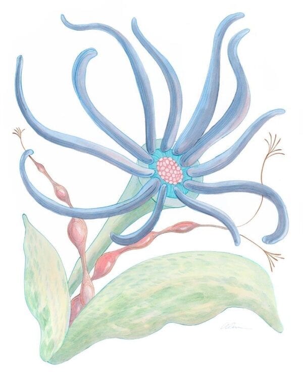 squid-pro-quo-seaweed-art-print-by-allison-cosmos