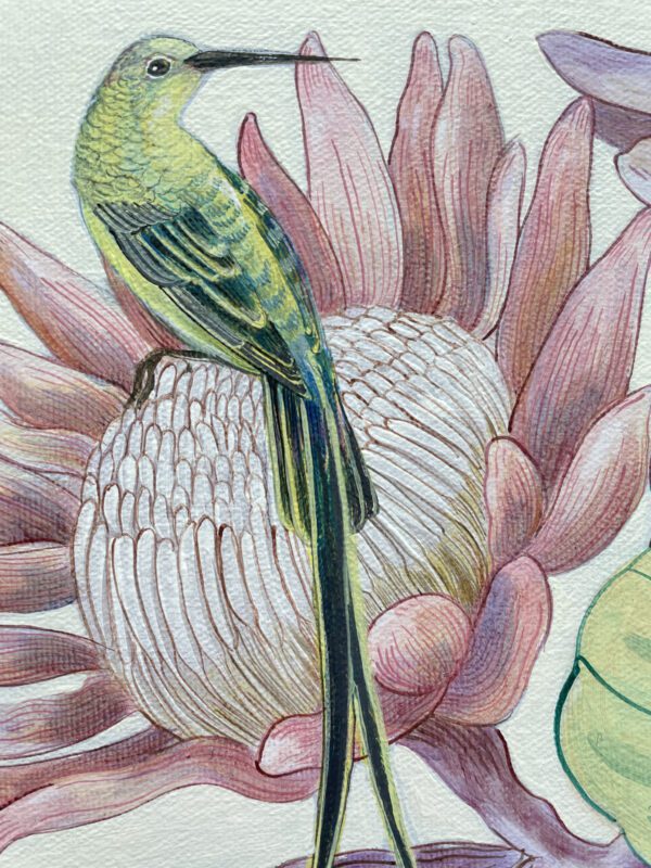 hummingbird-protea-painting-by-allison-cosmos