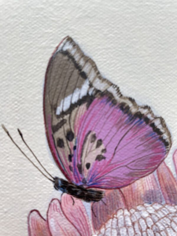 purple-butterfly-by-Allison-Cosmos