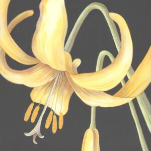 glacier-lily-yellow-mountain-flower-by-Allison-Cosmos