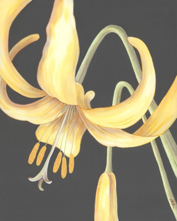 glacier-lily-yellow-mountain-flower-by-Allison-Cosmos