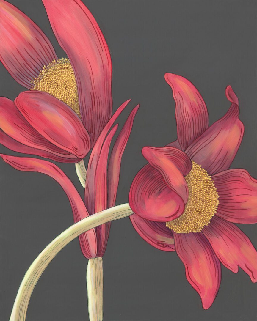 red-pasque-flower-painting-by-Allison-Cosmos
