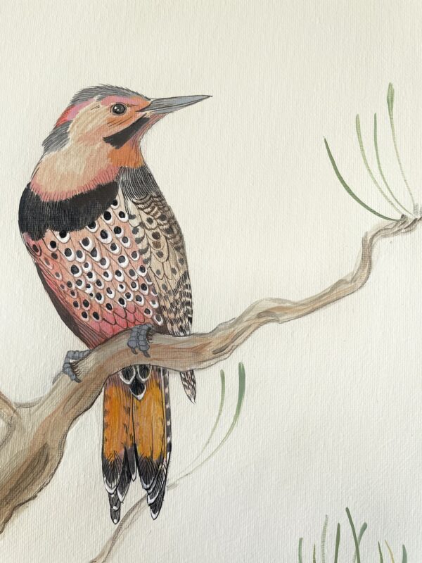 woodpecker-art-by-Allison-Cosmos