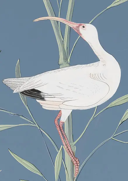 white-ibis-bird-art-painting-by-Allison-Cosmos