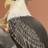 eagle-painting-art-by-Allison-Cosmos