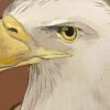 A painting of "Eagle Opportunity" birds of prey painting on a brown background, showcasing the majestic predator in its natural habitat.