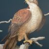 seize-the-prey-hawk-kestrel-painting-Chinoiserie-by-Allison-Cosmos