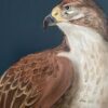 seize-the-prey-hawk-kestrel-painting-Chinoiserie-by-Allison-Cosmos