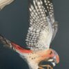seize-the-prey-hawk-kestrel-painting-Chinoiserie-by-Allison-Cosmos