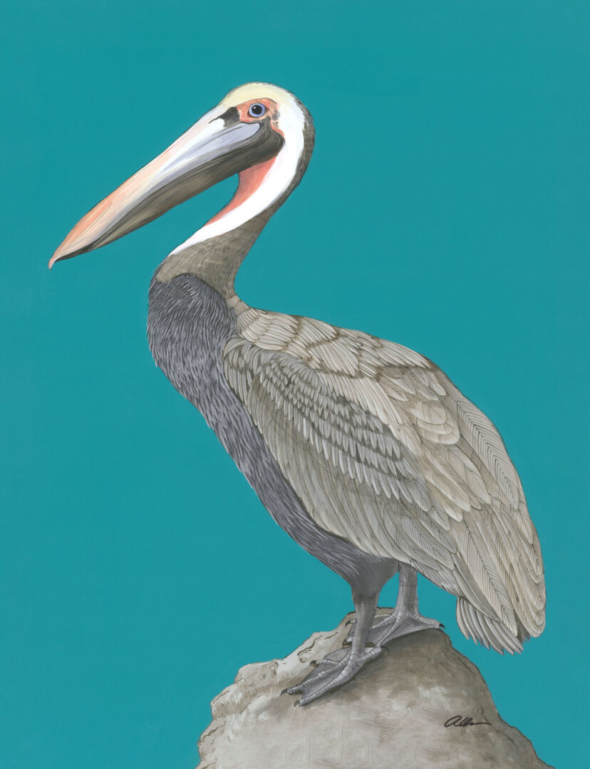 Rock-Steady-Pelican-art-painting-by-Allison-Cosmos
