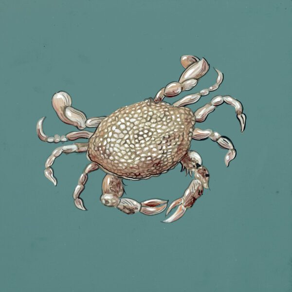 spotted-crab-painting-art-by-Allison-Cosmos