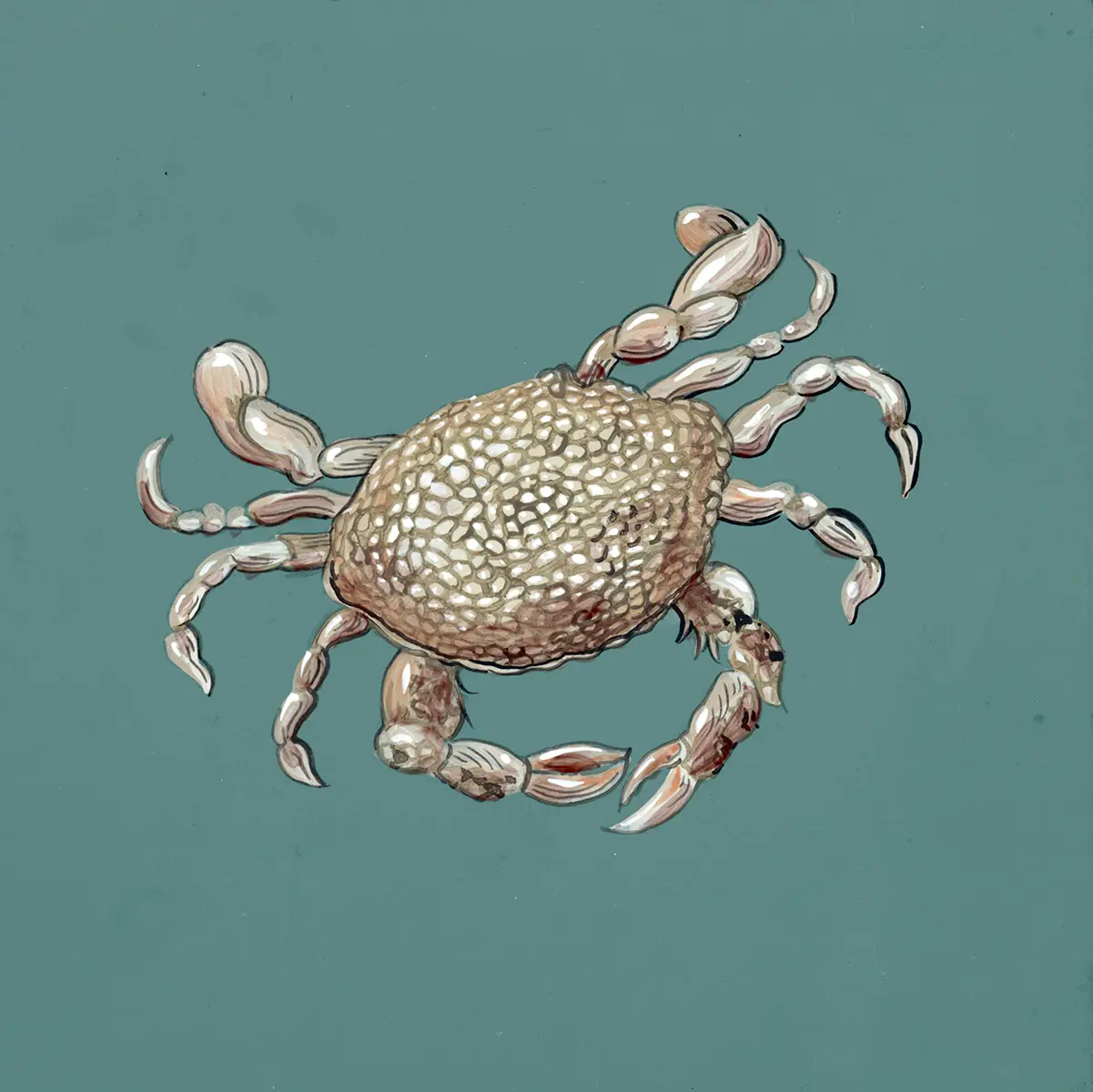 spotted-crab-painting-art-by-Allison-Cosmos