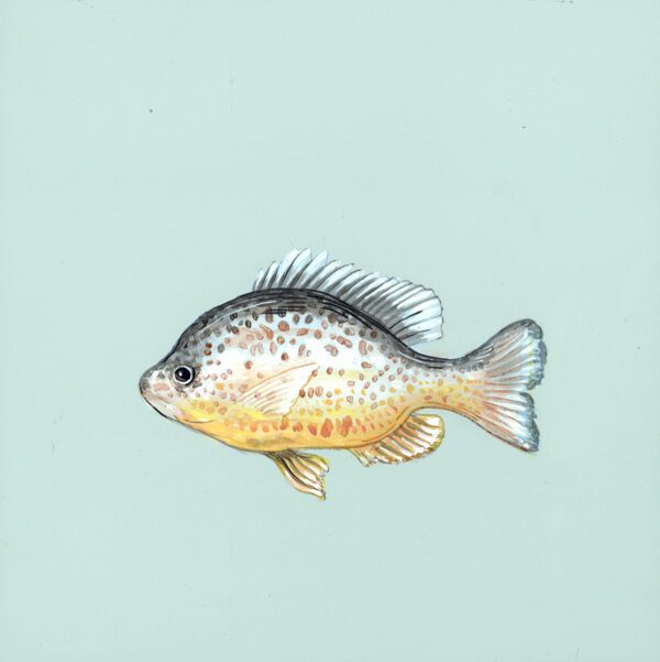 go-fish-pumpkinseed-fish-painting-by-Allison-Cosmos