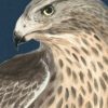 "Hawk-ward Silence", Ferruginous hawk Chinoiserie painting - Image 3