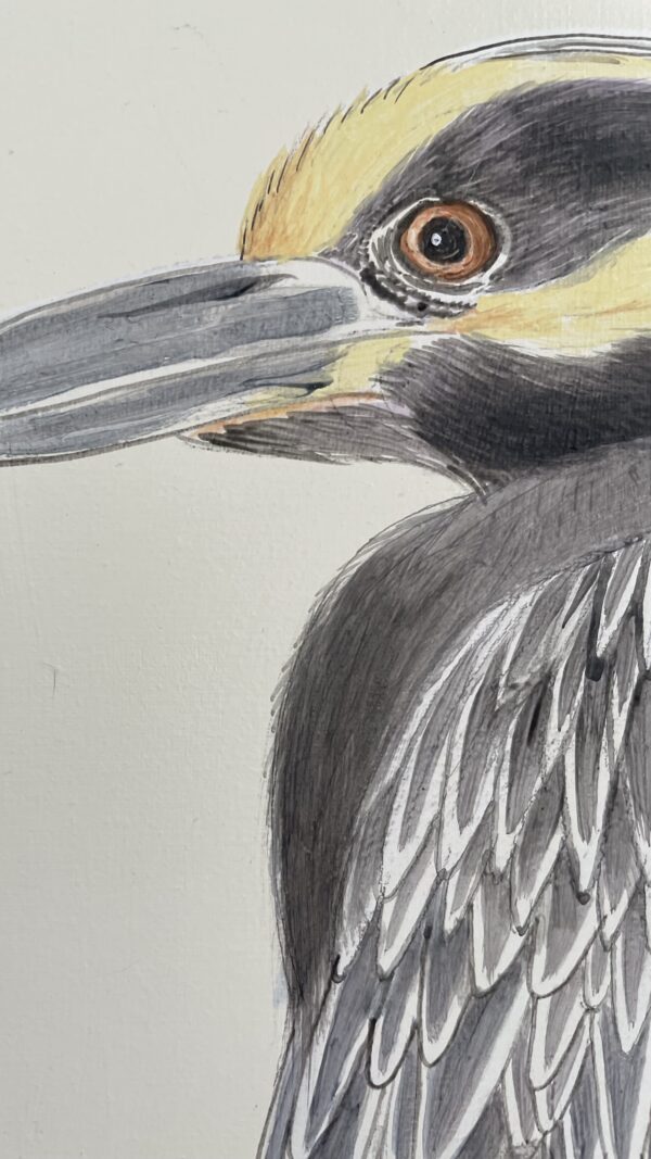 yellow-crowned-night-heron-painting-by-Allison-Cosmos