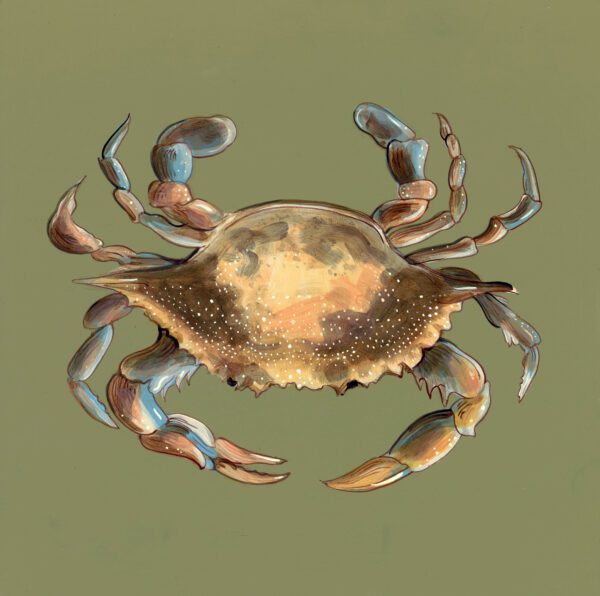 win-lose-claw-crab-art-painting-by-Allison-Cosmos