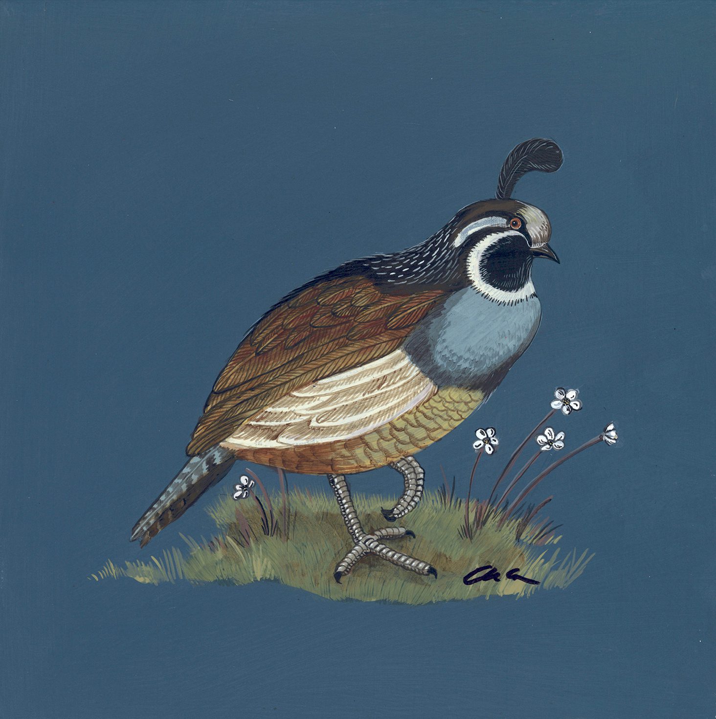 Epic-Quali-California-quail-art-painting-bird-art-by-Allison-Cosmos