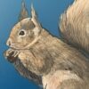 Squirrel-Nut-Today-Maybe-Tomorrow-art-painting-by-Allison-Cosmos