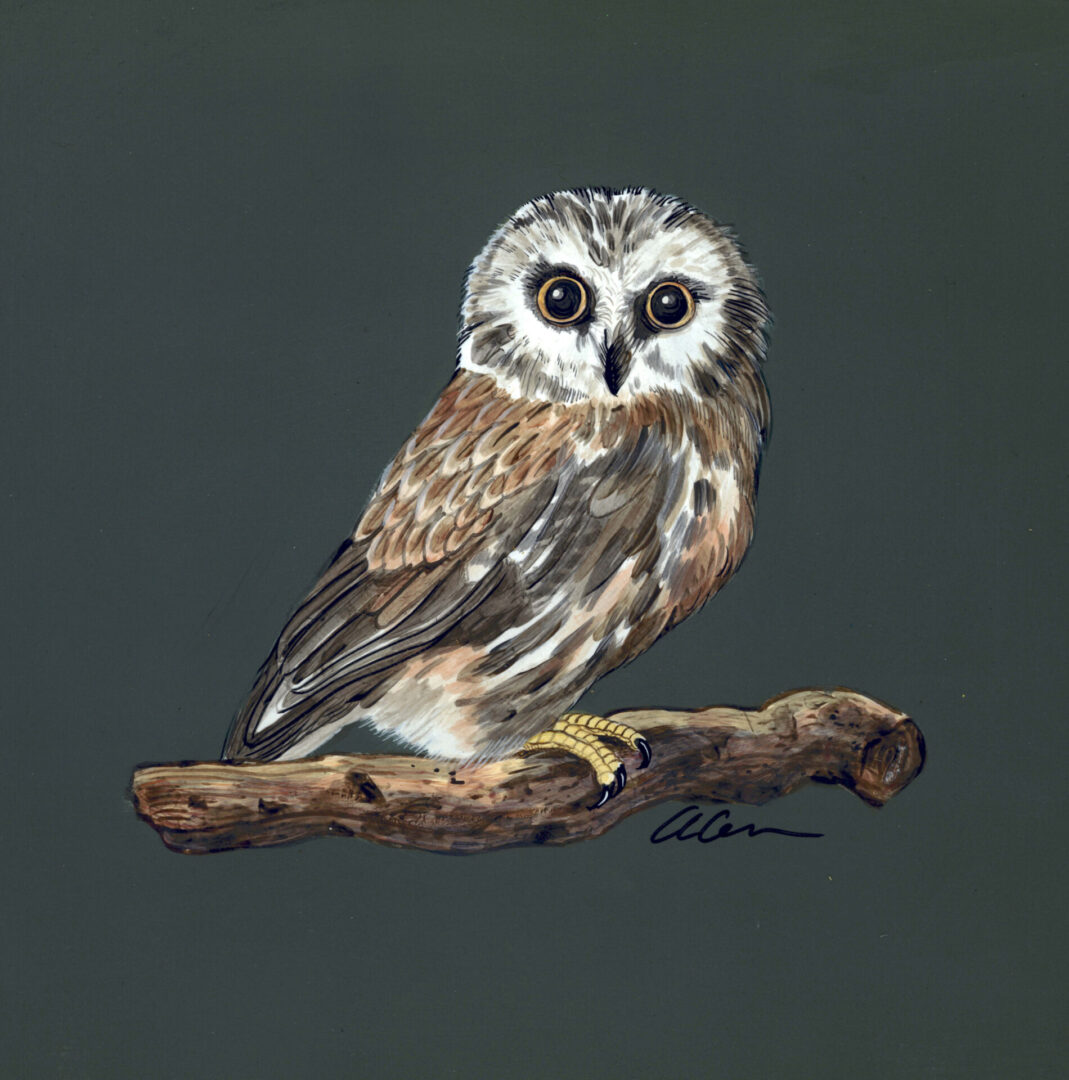 Northern-Saw-Whet-Owl-art-painting-by-Allison-Cosmos