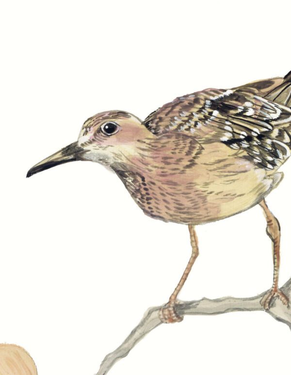 "The Coast Guard" Chinoiserie sandhill crane heron art print - Image 10