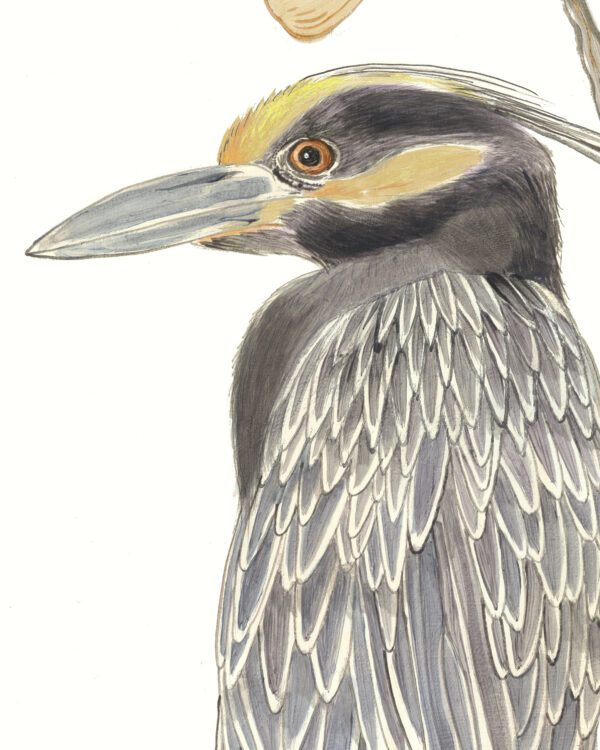 yellow-crowned-night-heron-coastal-chinoiserie-art-by-Allison-Cosmos