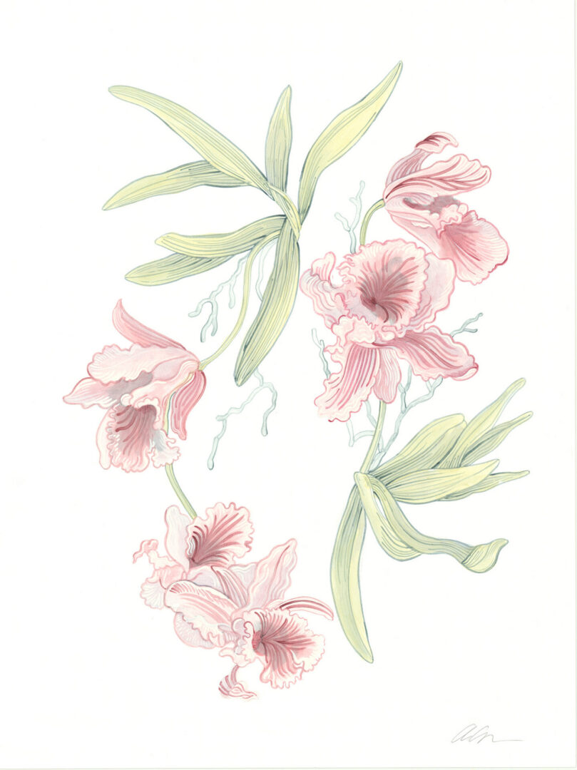 Cattleya-orchid-botanical-painting-by-Allison-Cosmos